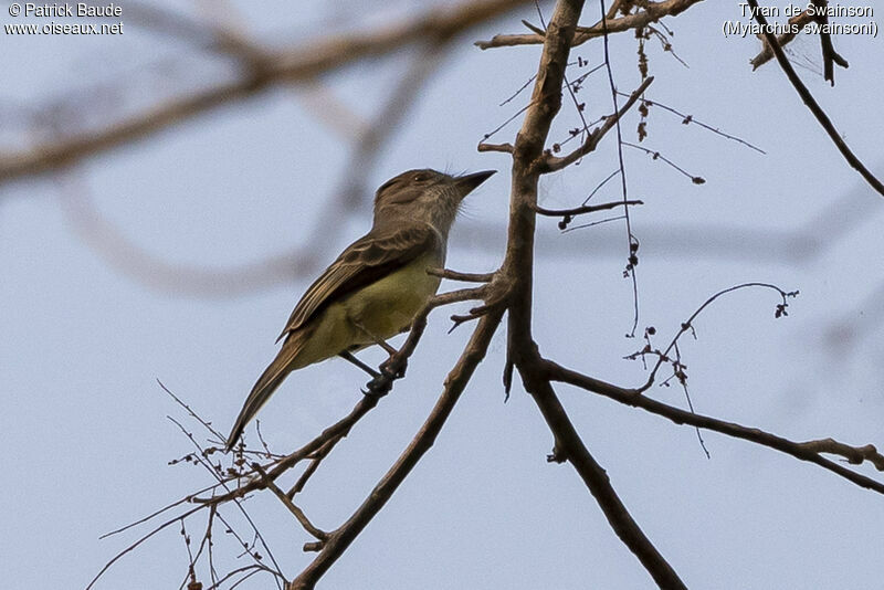 Swainson's Flycatcheradult