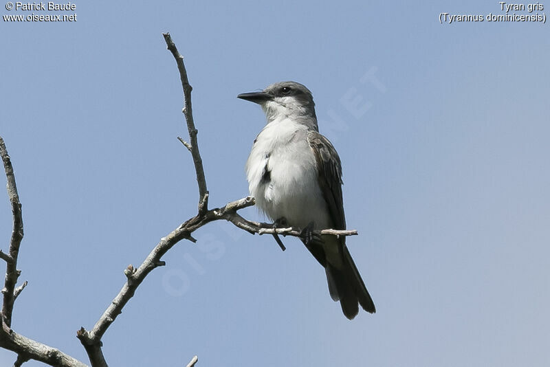 Grey Kingbirdadult, identification