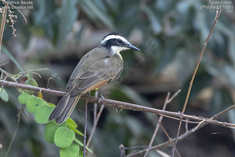 Lesser Kiskadee