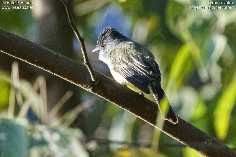 Dusky-capped Flycatcheradult