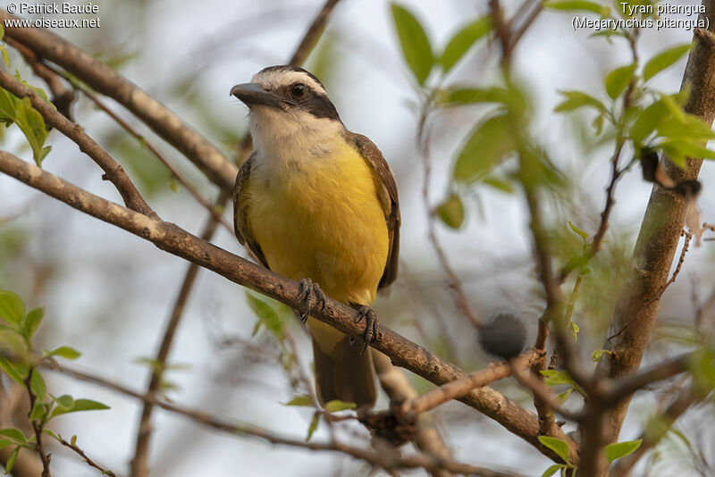 Boat-billed Flycatcheradult