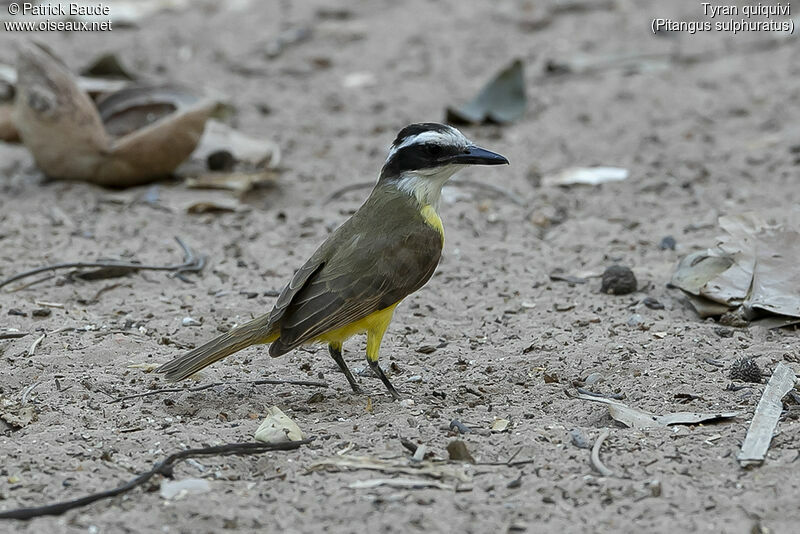 Great Kiskadee