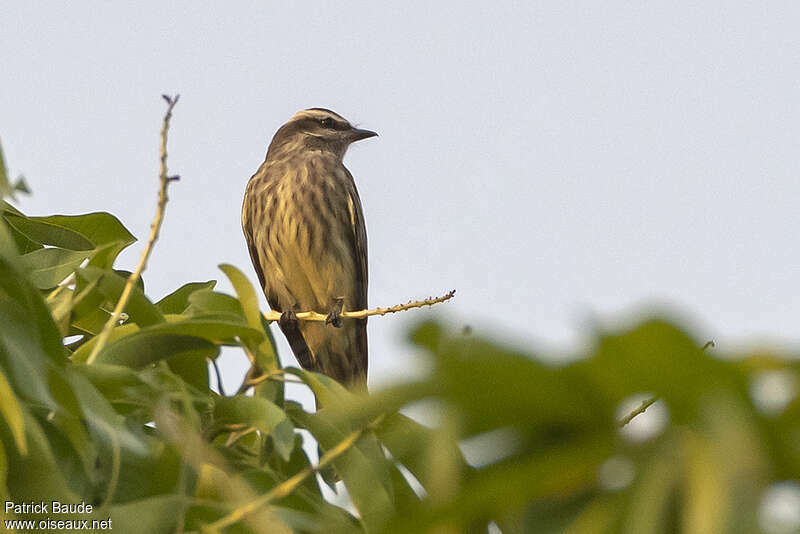 Variegated Flycatcheradult, fishing/hunting, Behaviour