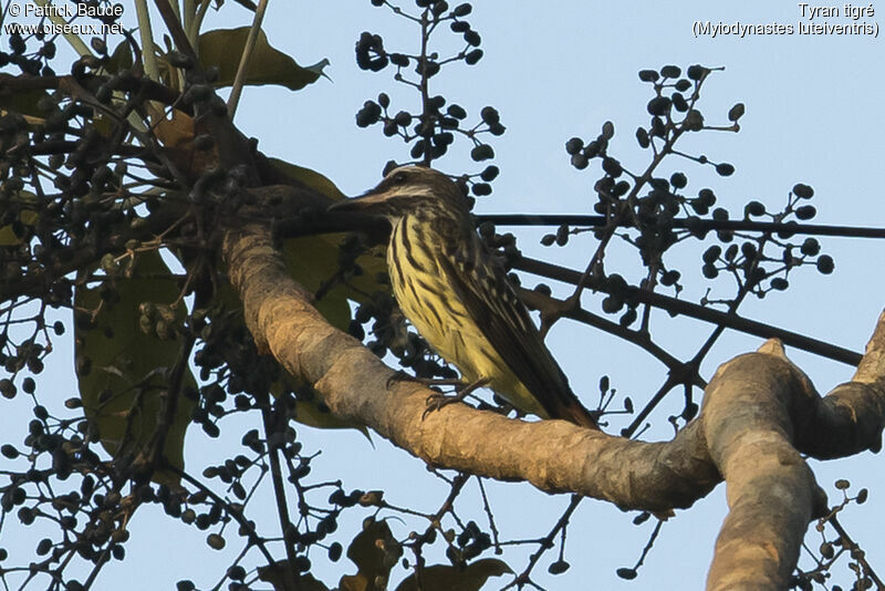 Sulphur-bellied Flycatcheradult, identification