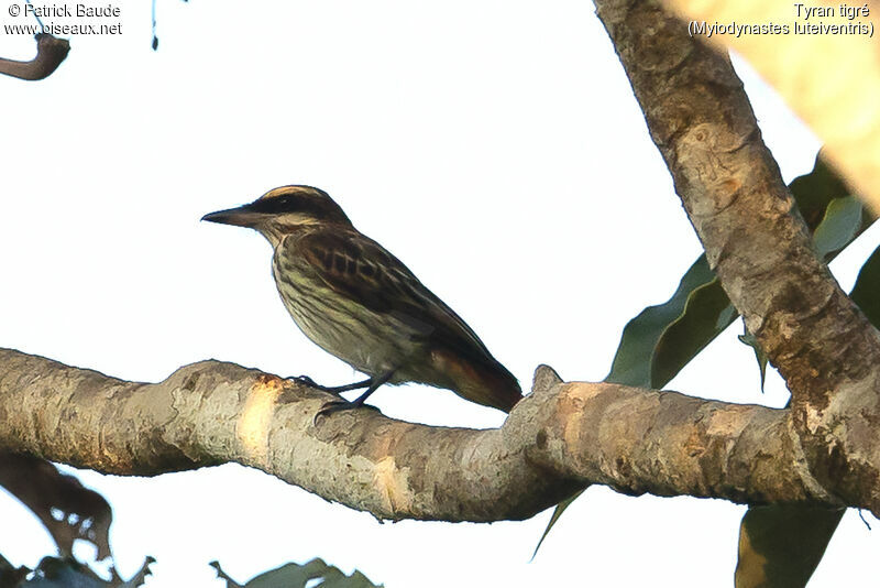 Sulphur-bellied Flycatcheradult, identification