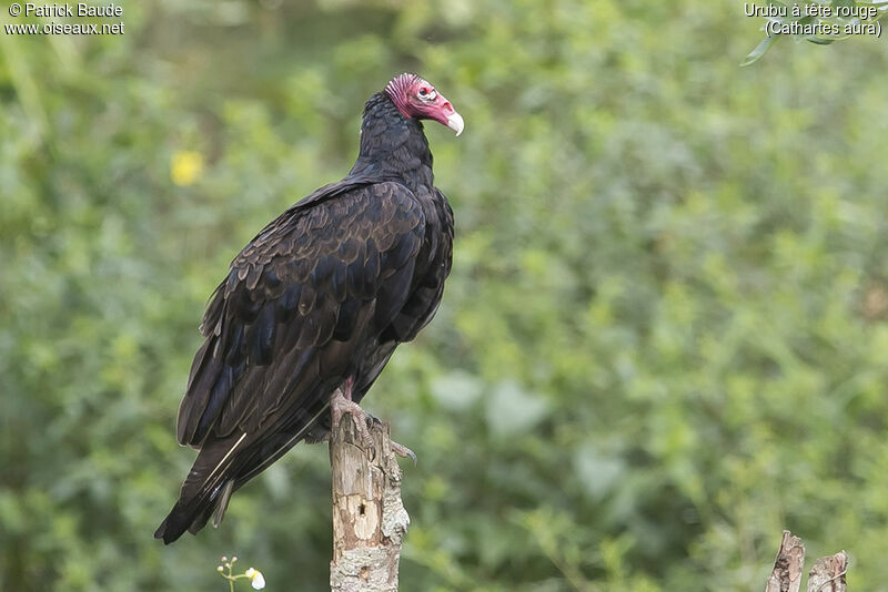 Urubu à tête rougeadulte, identification