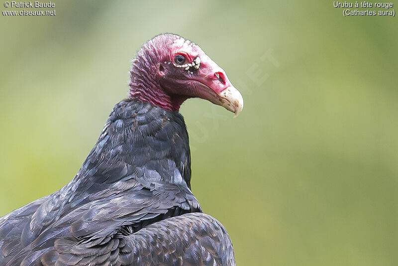 Urubu à tête rougeadulte, portrait