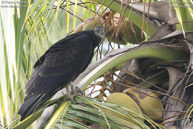 Urubu à tête rougeimmature, portrait