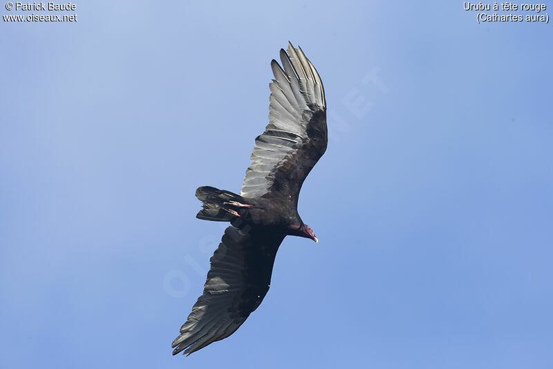 Urubu à tête rougeadulte, identification