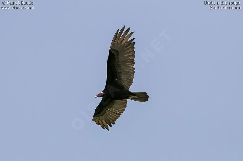 Urubu à tête rougeadulte