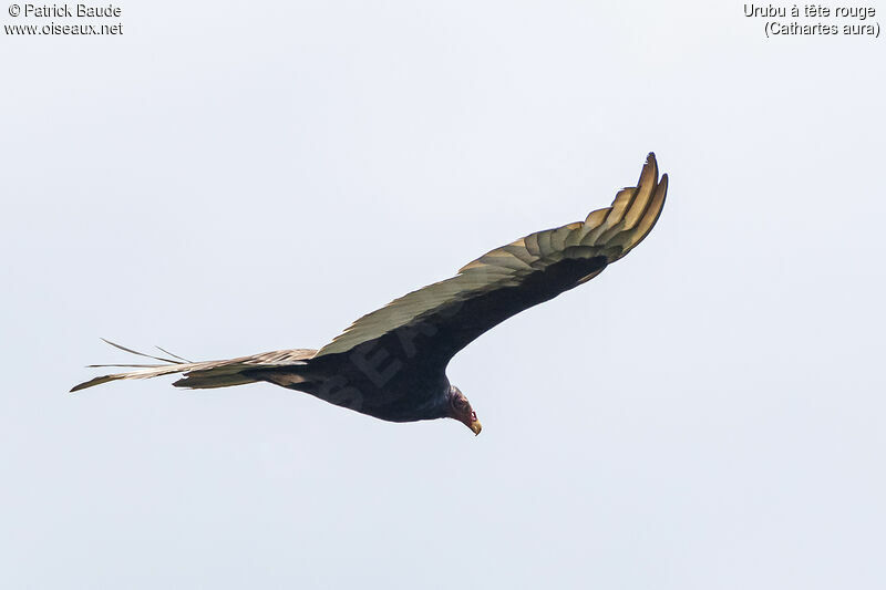 Urubu à tête rougeadulte