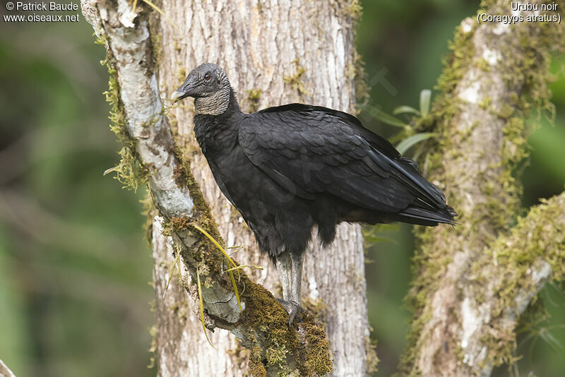 Urubu noiradulte, identification