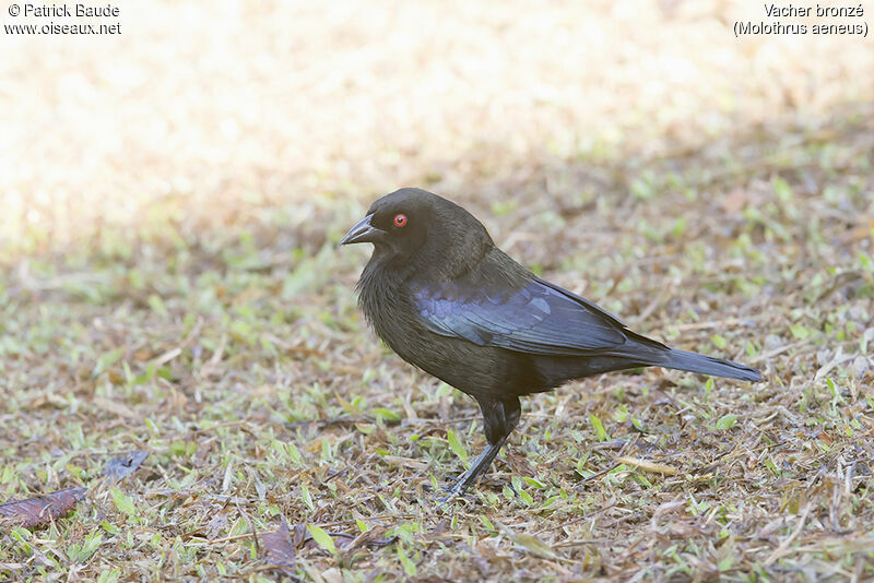 Bronzed Cowbird male adult, identification