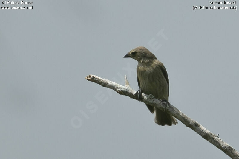 Shiny Cowbirdjuvenile, identification