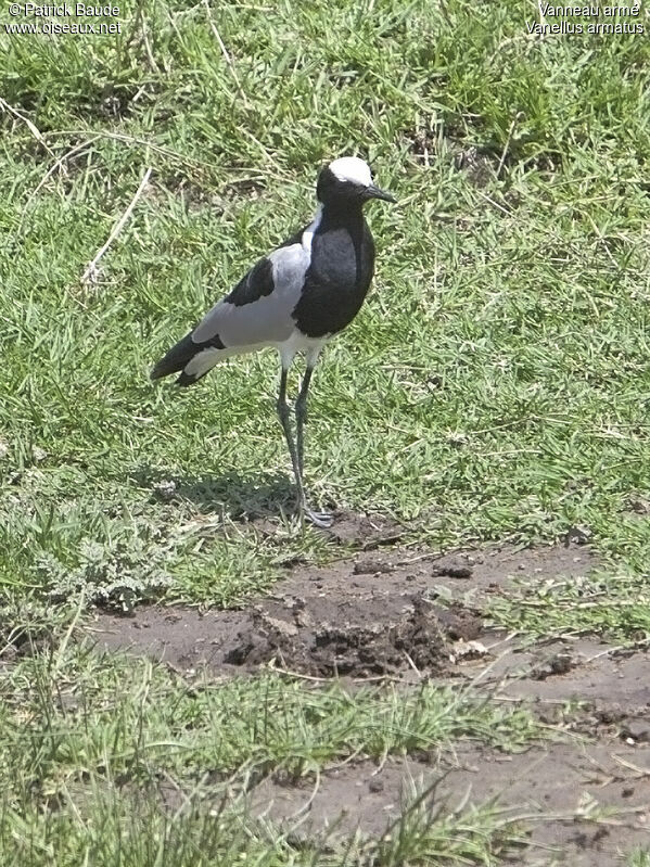 Vanneau arméadulte, identification