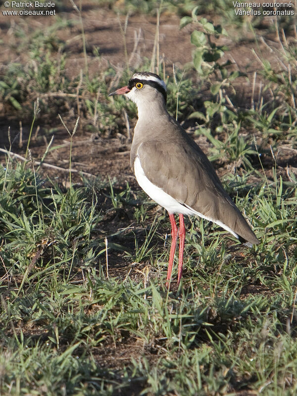 Vanneau couronné mâle, identification