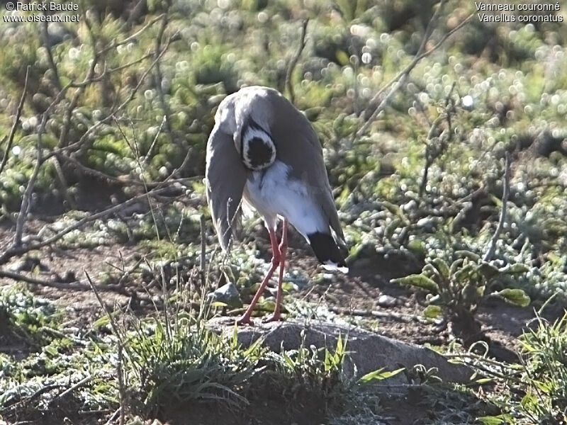 Vanneau couronnéadulte, identification