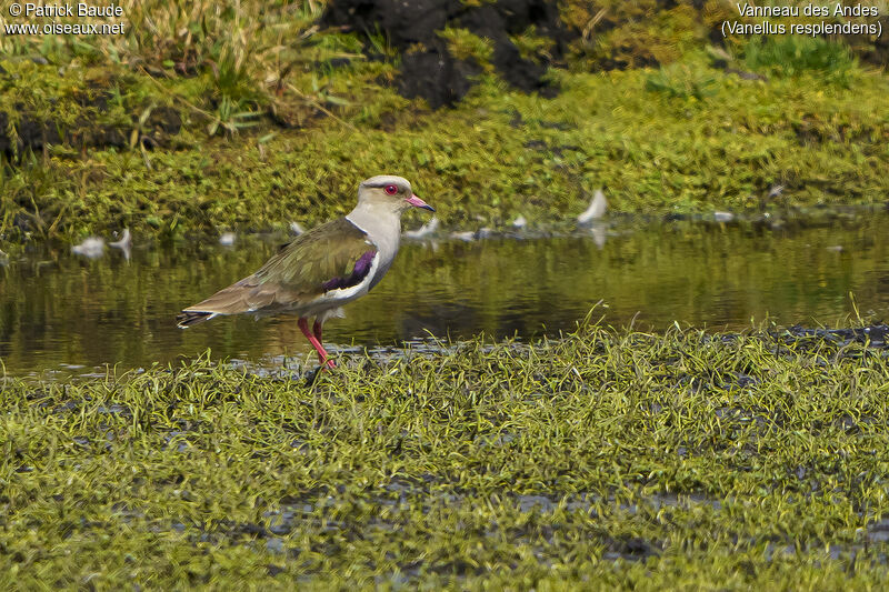 Andean Lapwingadult