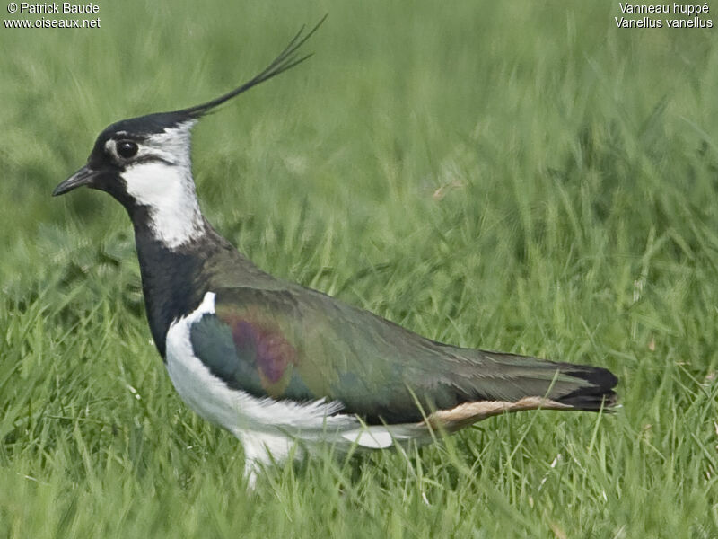 Northern Lapwing male adult breeding, identification