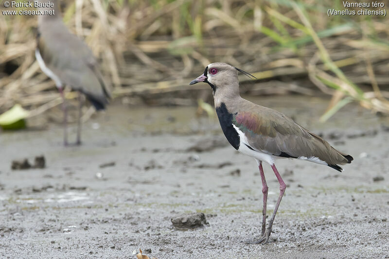 Vanneau téroadulte, identification