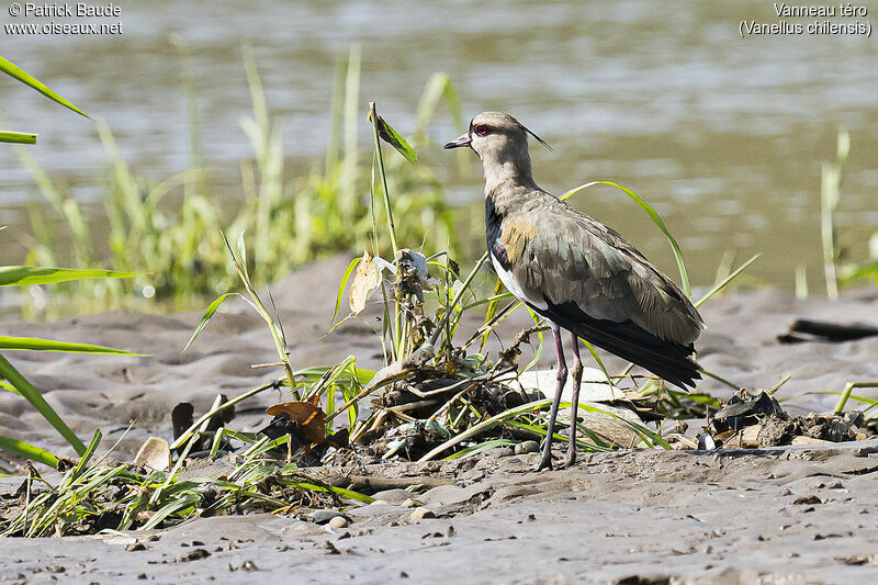 Vanneau téroadulte