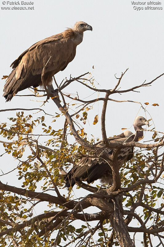 Vautour africainadulte, identification