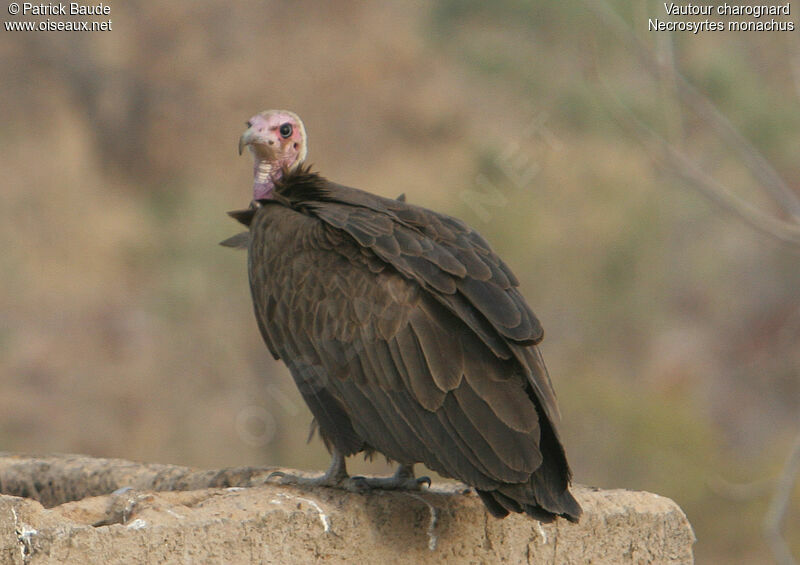 Vautour charognard