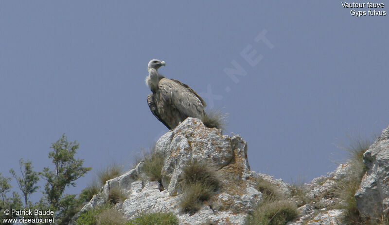 Griffon Vulturesubadult, identification