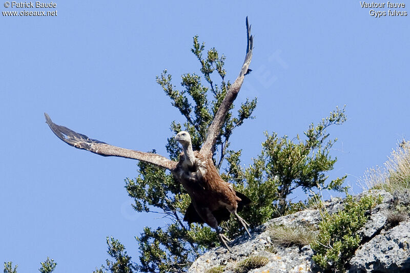 Griffon Vulturejuvenile, Flight