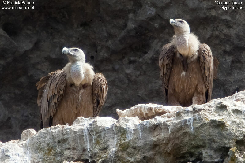 Griffon Vultureadult, identification