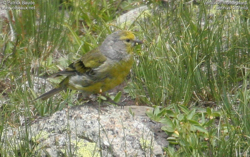 Venturon montagnard