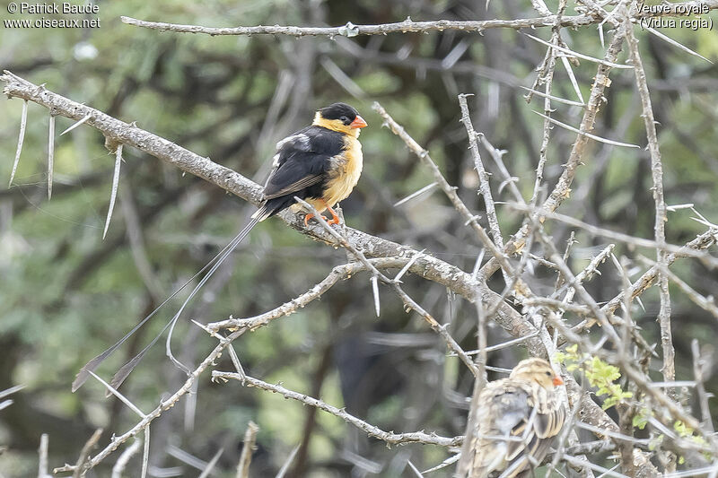 Shaft-tailed Whydahadult breeding