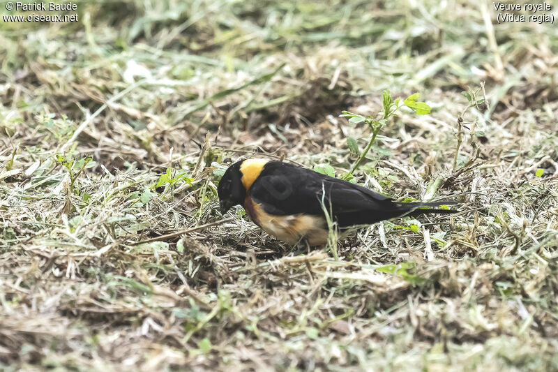 Shaft-tailed Whydah male adult post breeding