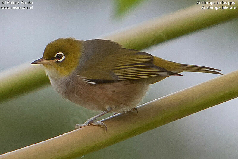 Silvereye, identification