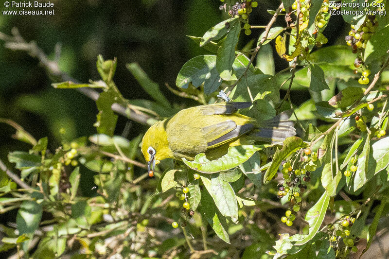 Cape White-eyeadult