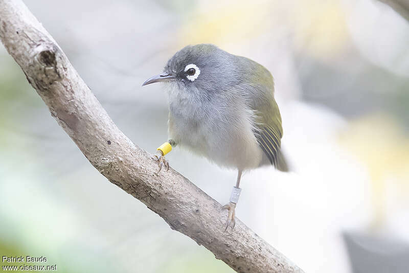 Mauritius Olive White-eyeadult, identification