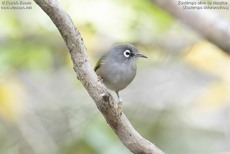 Mauritius Olive White-eyeadult, identification