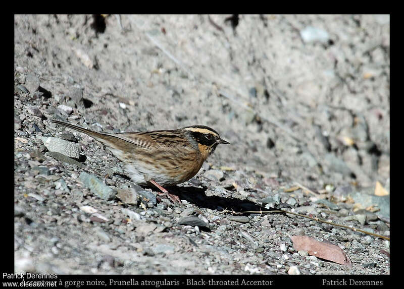 Accenteur à gorge noireadulte, identification, pêche/chasse, Comportement