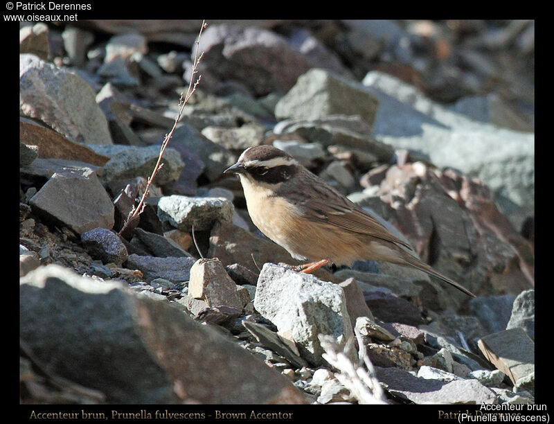 Accenteur brun, identification, habitat