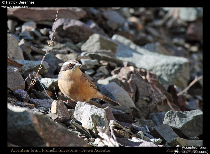 Brown Accentor, identification, habitat