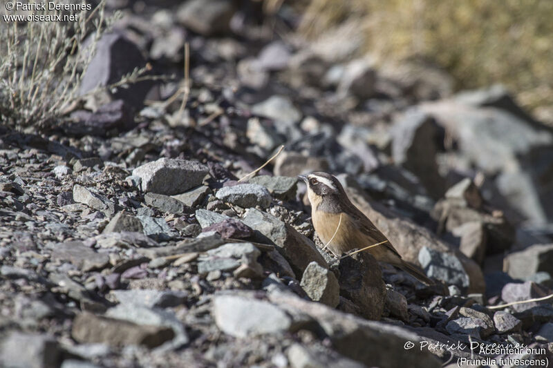 Brown Accentor