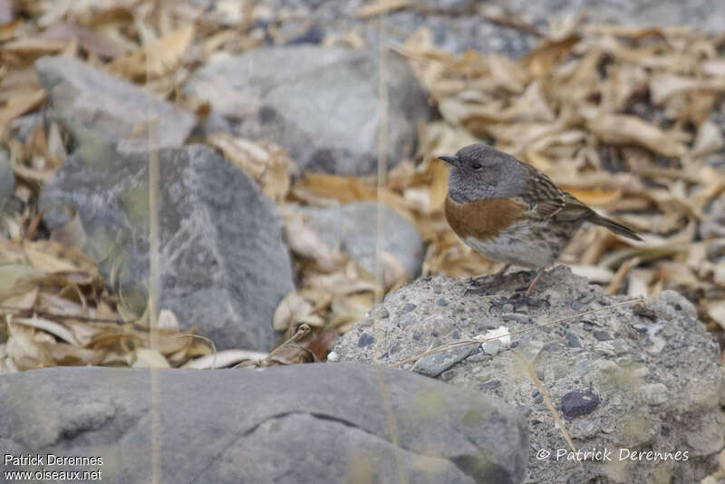 Robin Accentoradult, habitat, camouflage, pigmentation