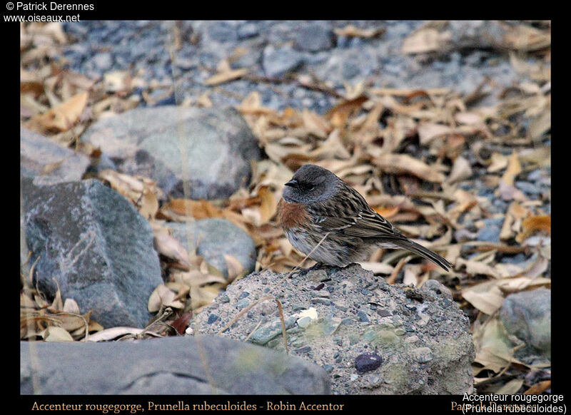 Accenteur rougegorgeadulte, identification