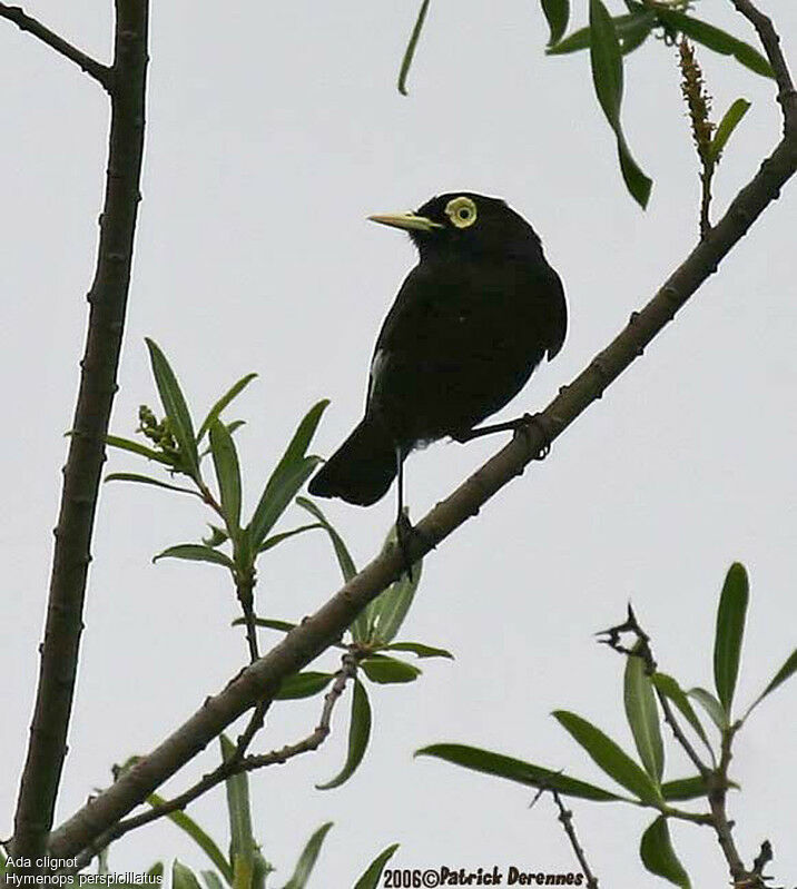 Spectacled Tyrantadult