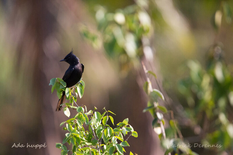 Crested Black Tyrant, identification, habitat