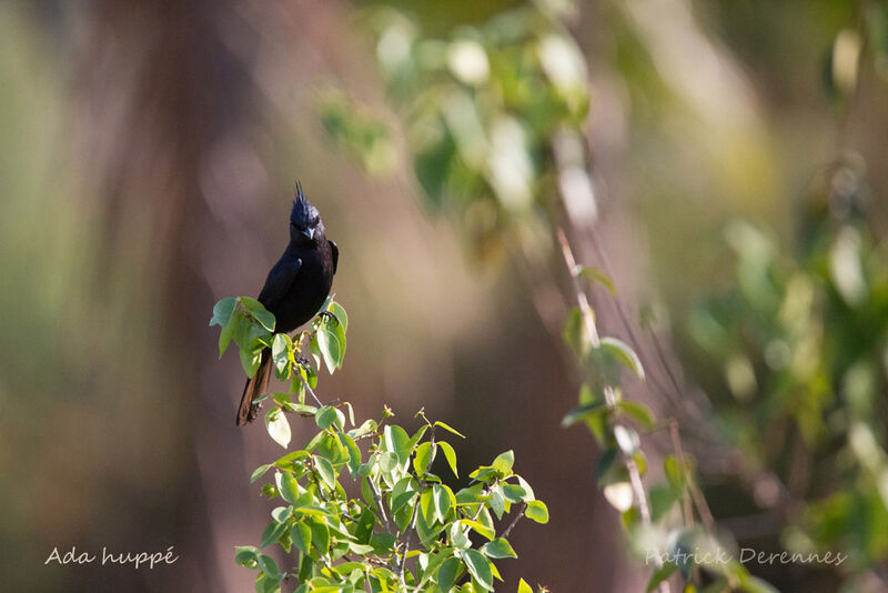 Crested Black Tyrant, identification, habitat