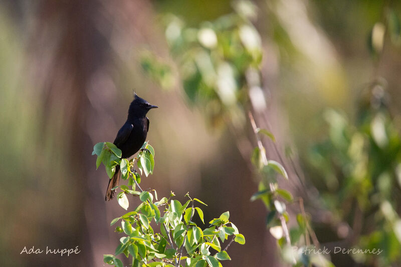 Crested Black Tyrant, identification, habitat