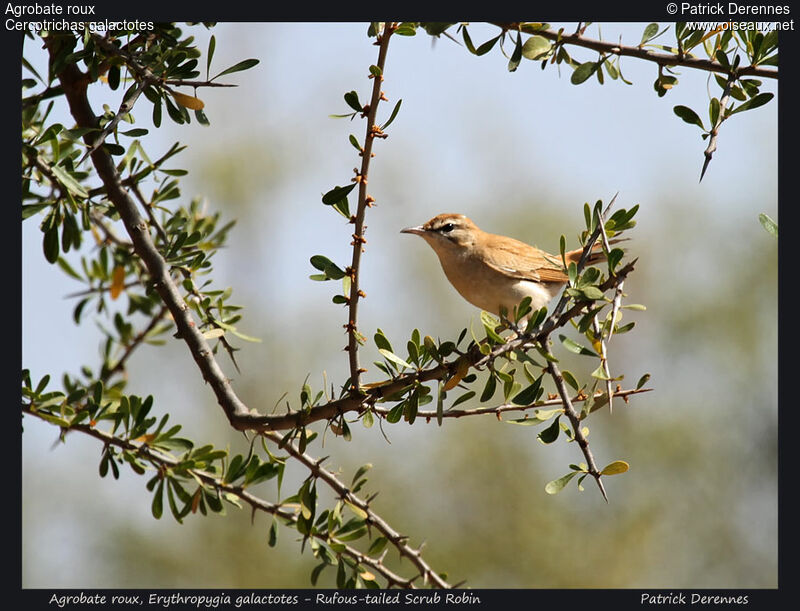 Rufous-tailed Scrub Robin