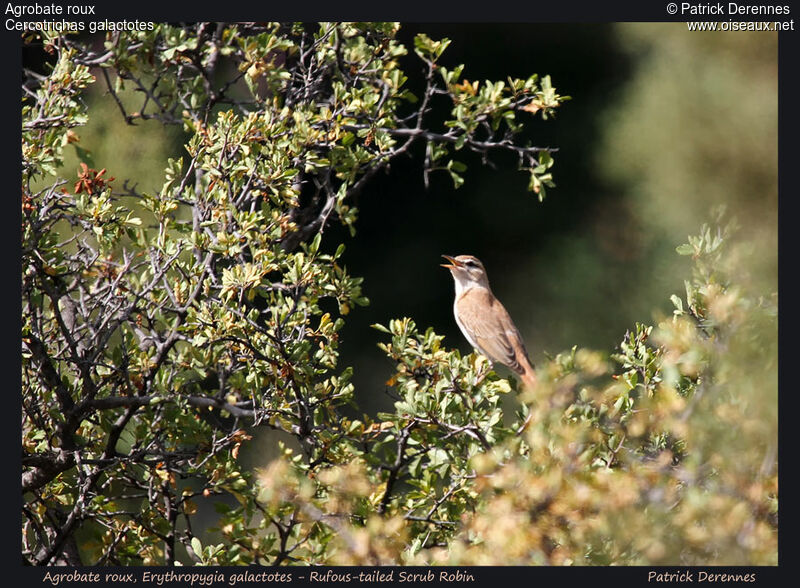 Rufous-tailed Scrub Robin male adult, identification, song, Behaviour