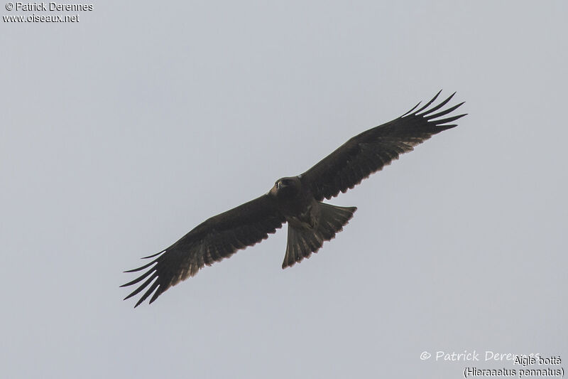 Aigle botté, Vol